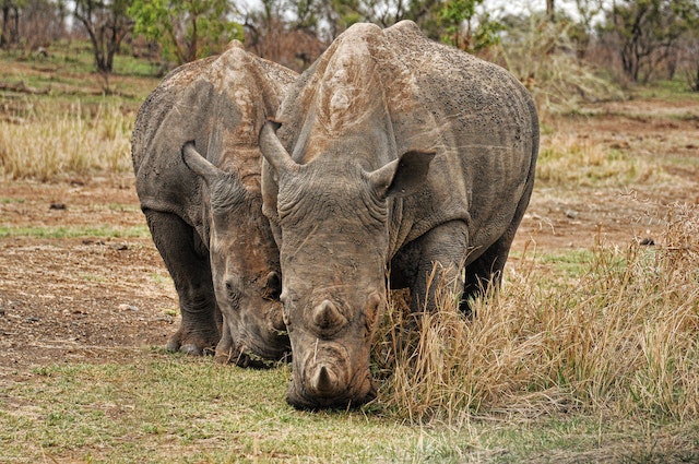 Rhino in attack mode