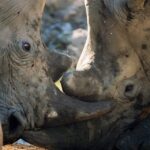 Rhino vs. Hippo