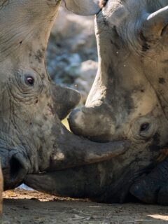 Rhino attack