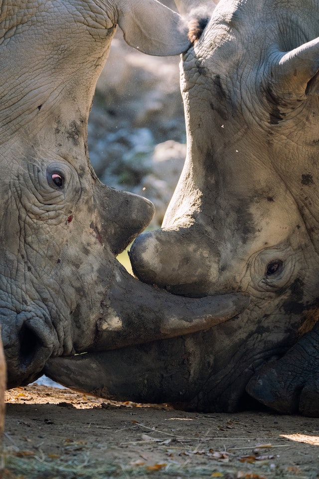Rhino vs. Hippo: The ultimate battle