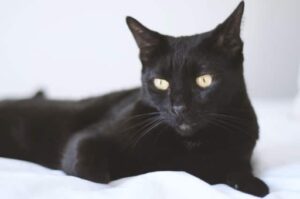 Bombay Cats