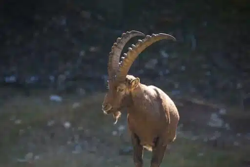 alpine goat horns