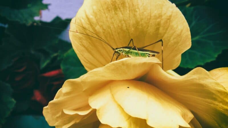cricket feeding on flower