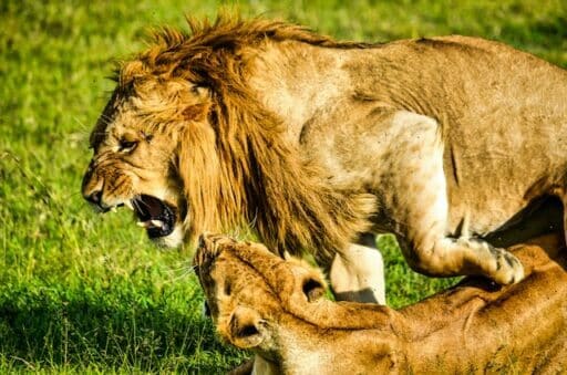 lions fighting