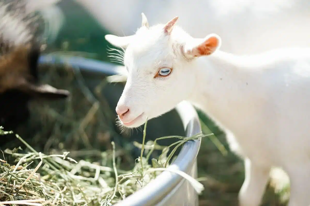 baby goat eating