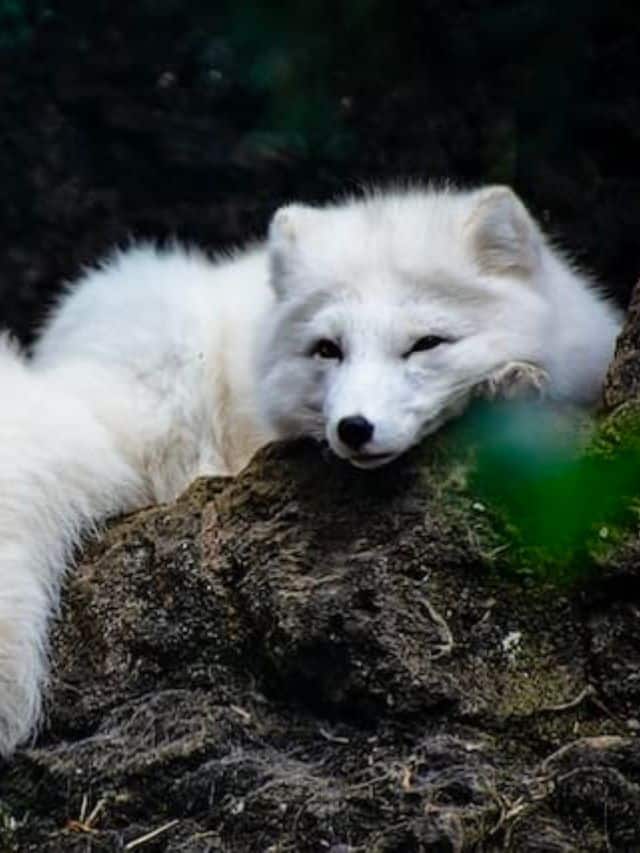 canadian marble fox