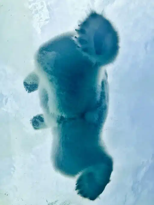 polar bear paws