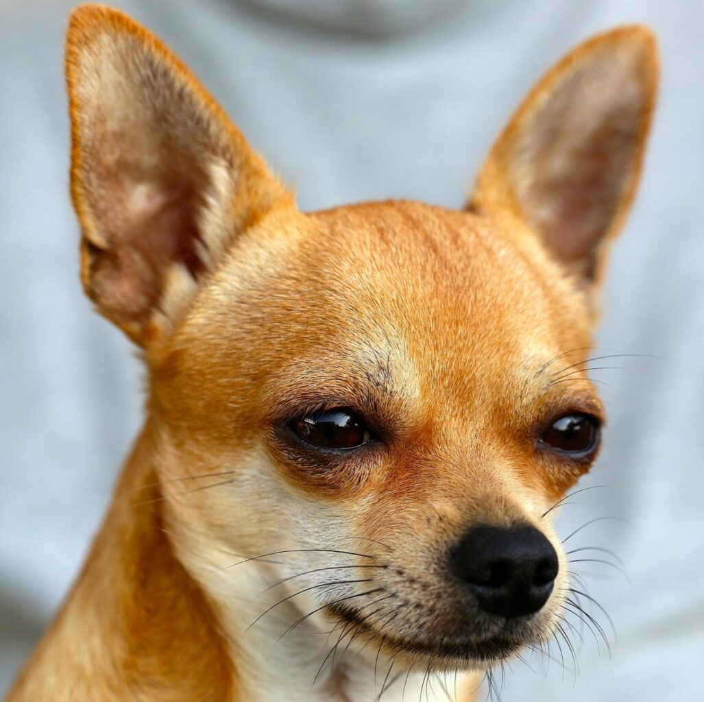 the chihuahua from legally blonde