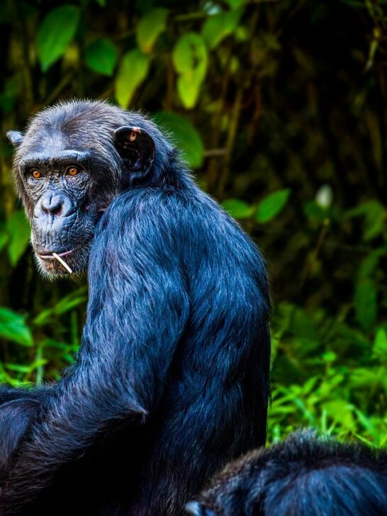 Discover the Mysterious Bondo Apes called the “Lion Killers”