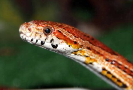 Chicken Snakes&nbsp;