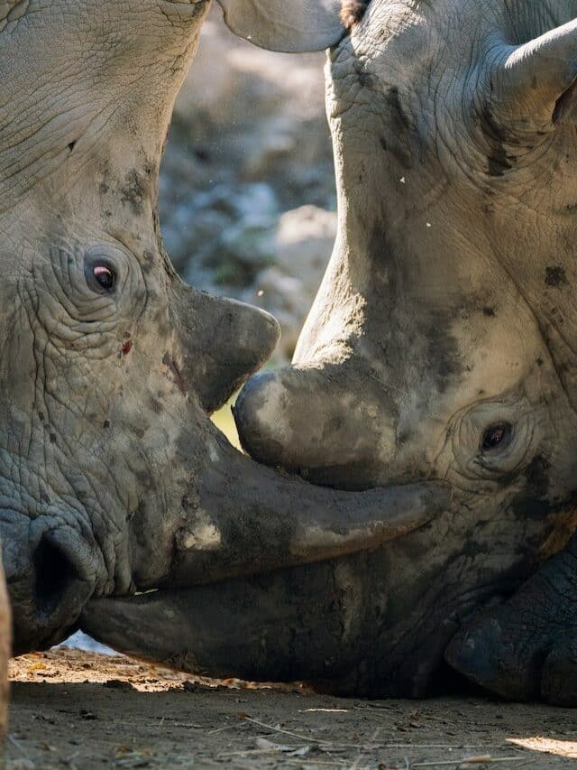 Rhino vs. Hippo: The ultimate battle