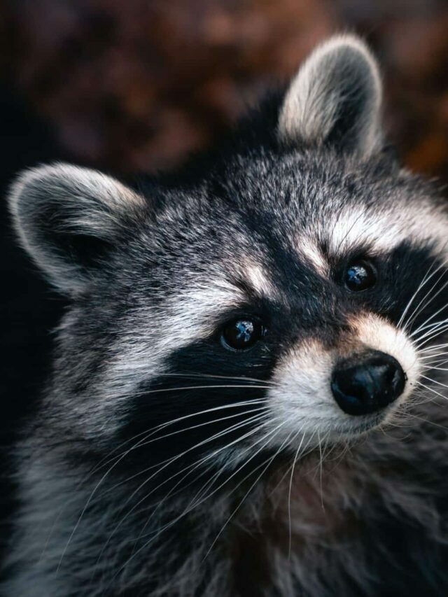 Get to know the Trash Panda: a.k.a Raccoon