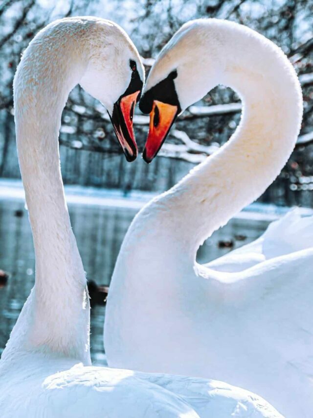 Love Is In the Air: Animals That Mate For Life