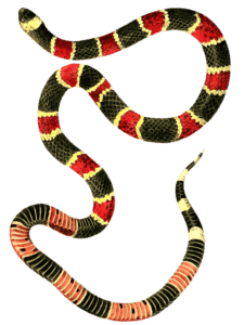 king snake