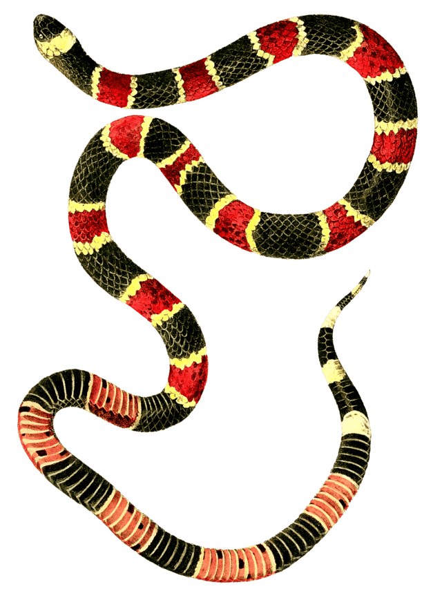 King Snake vs. Coral Snake