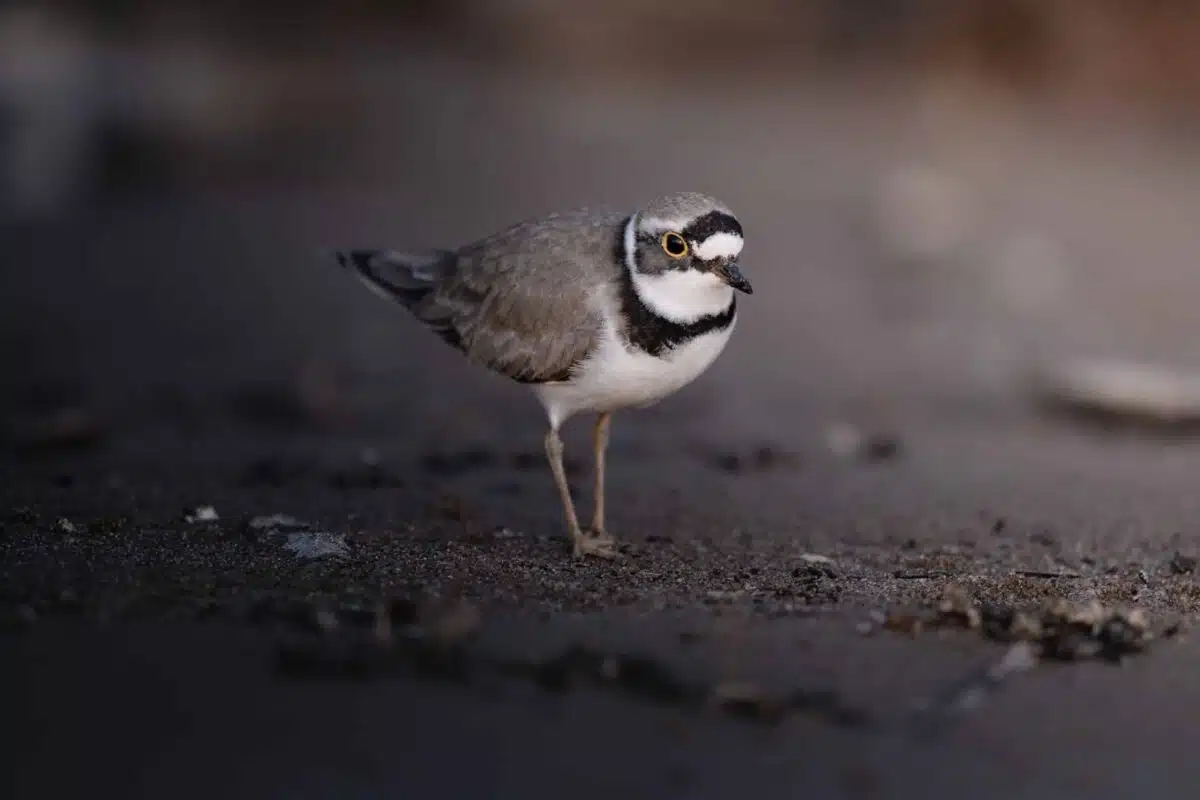 the most endangered animals in Wisconsin