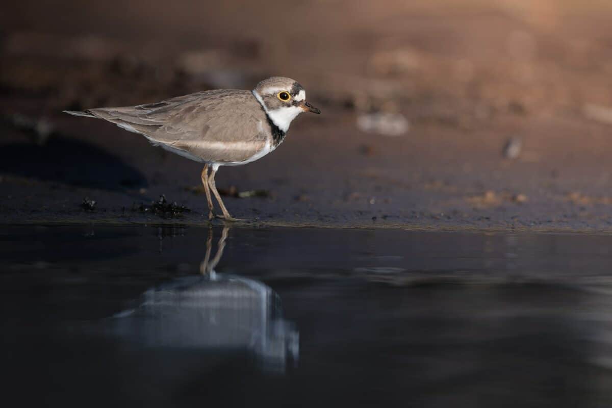 Pipping great plover