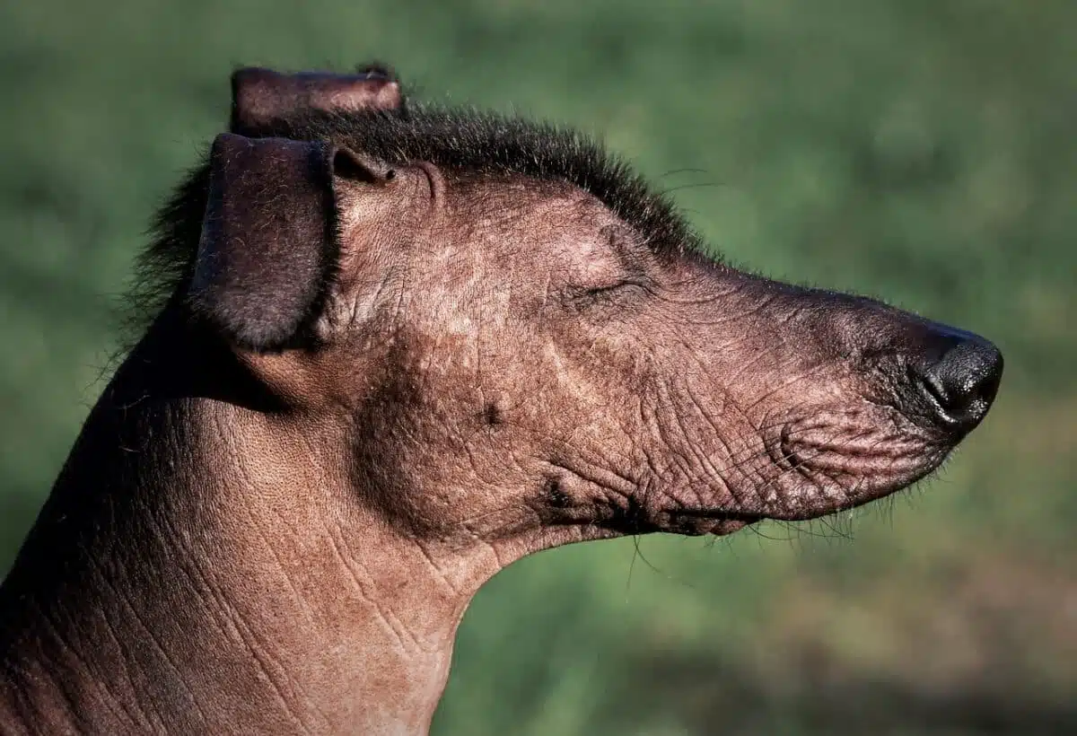 mexican hairless dog