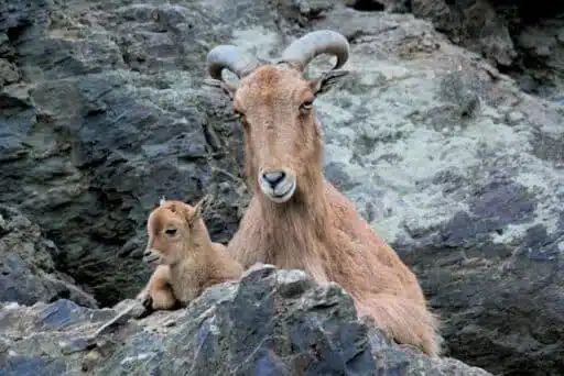 alpine goat and baby