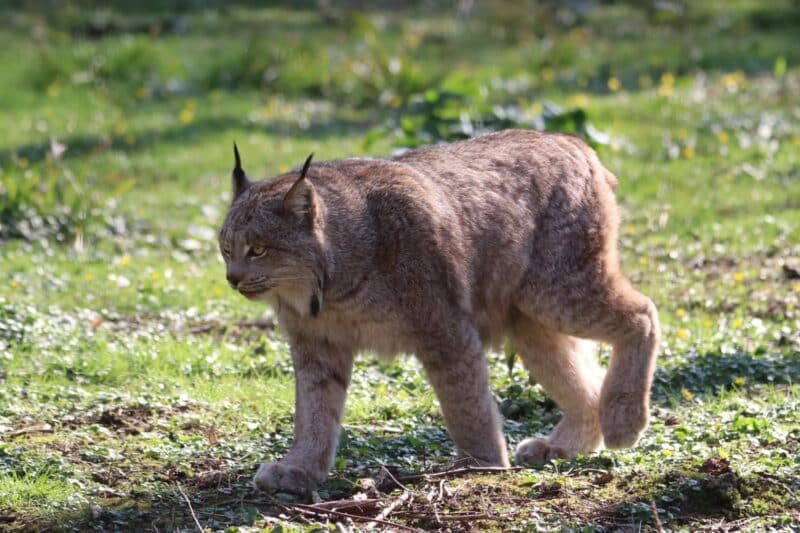 Canadian Lynx