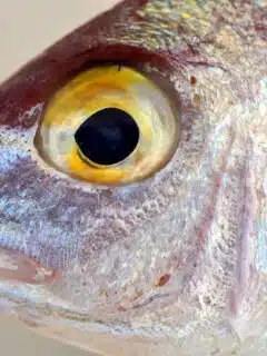 drum fish