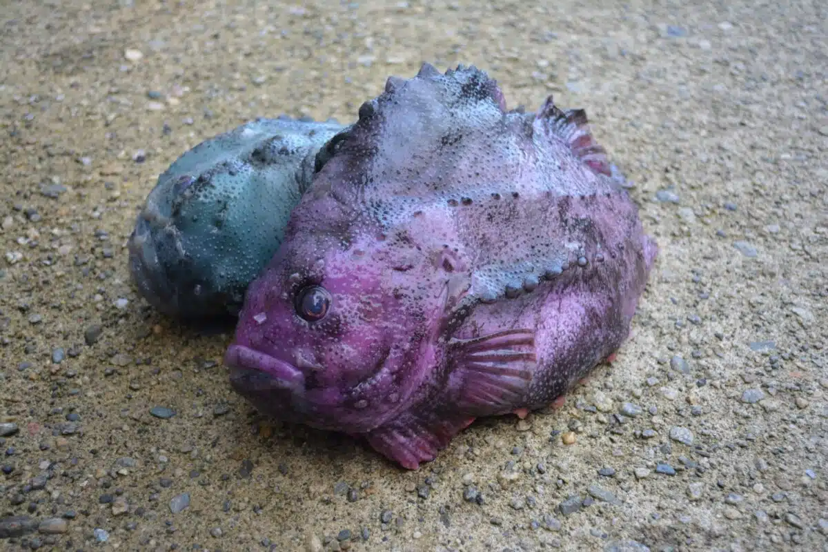 lumpfish