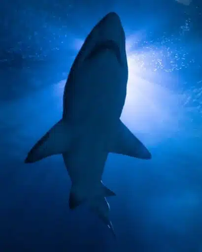 shark attacks in California 