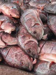 mojarra fish