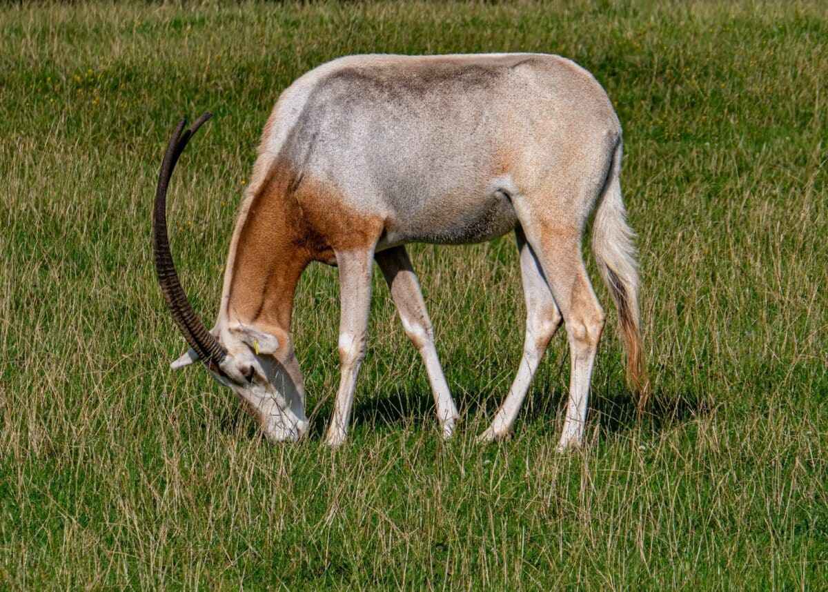 Scimitar-Horned Oryx