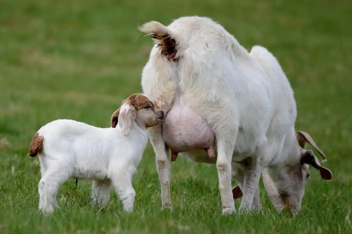 baby goat and mother goat