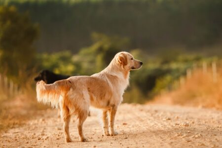 The Perfect Family Dog Can Be Found in a Goberian