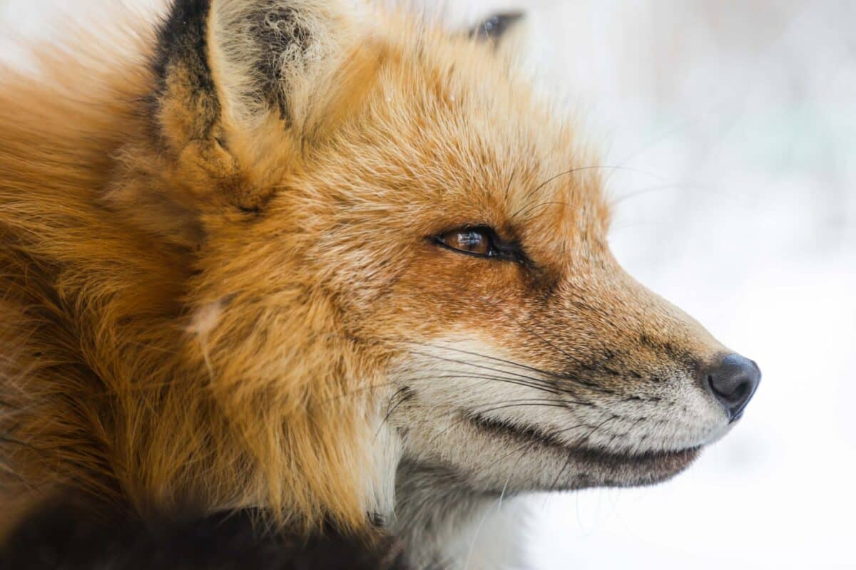a wild fox