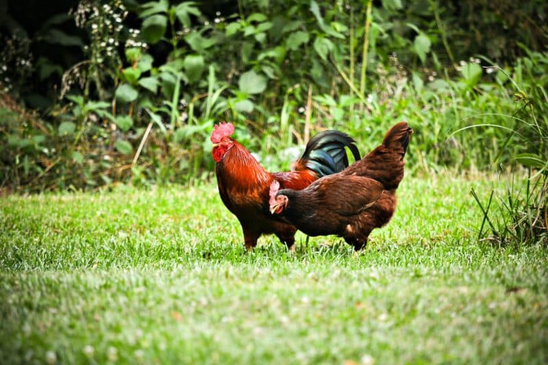 image of a cock and hen standing in the field difference between hens and chickens