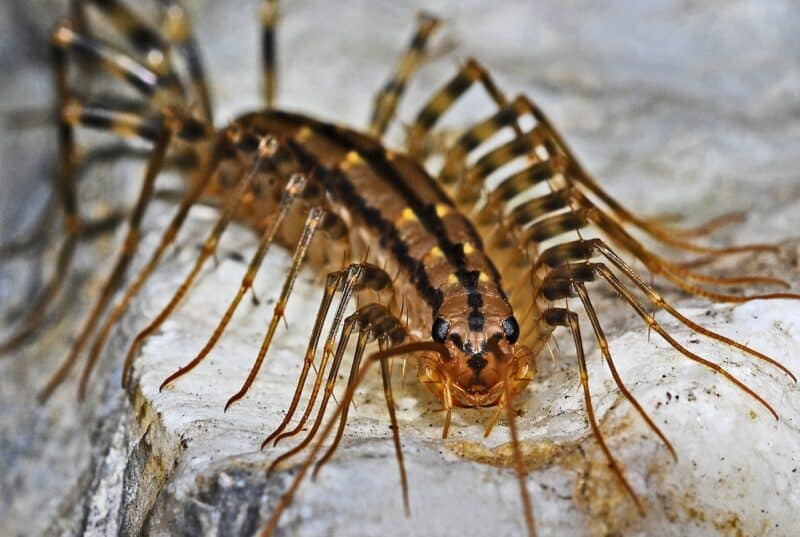 image of a centipede
