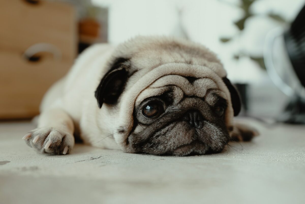 Pug the top ten ugly dogs
