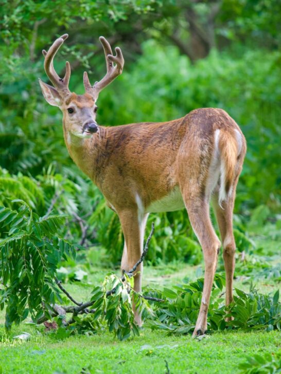 Meet The 20 Most Popular Animals Of Georgia