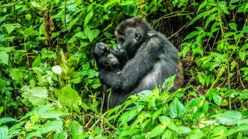 gorillas in forest