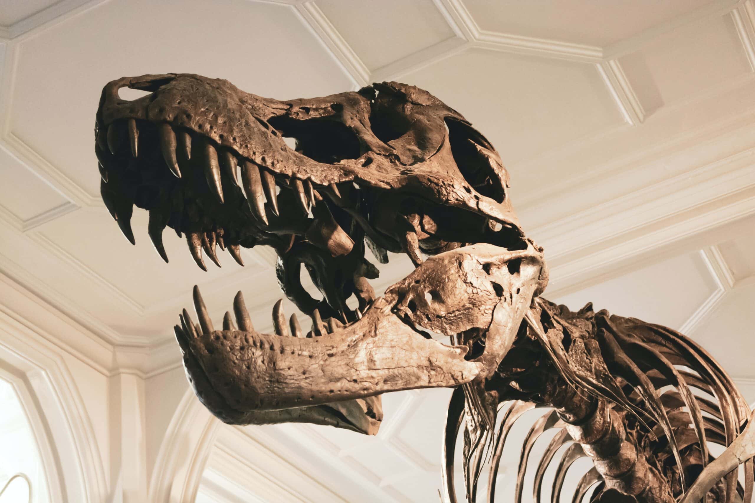 tyrannosaurus rex fossil