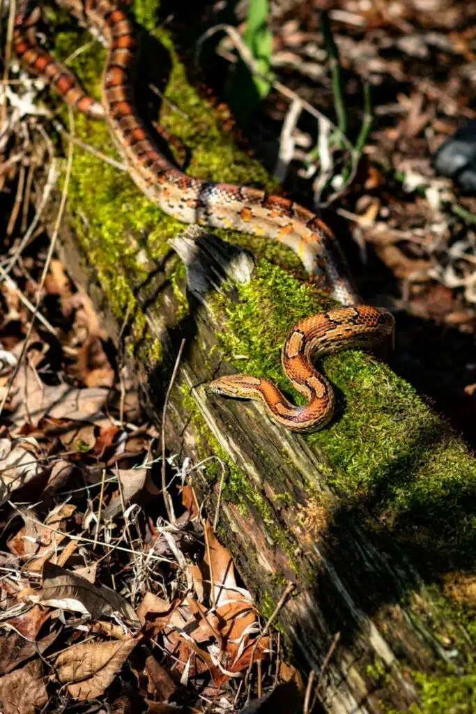 chicken snake