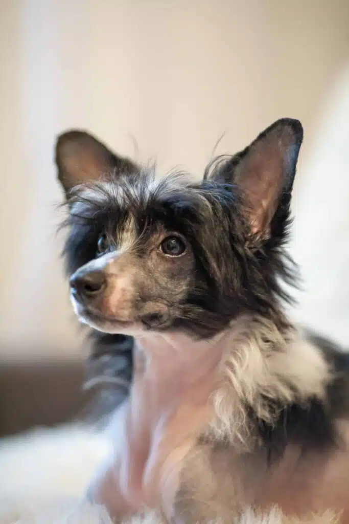 Chinese Crested Dog