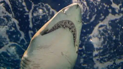 shark attacks in North Carolina 
