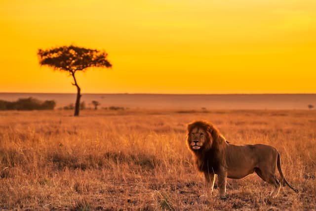 lion on savannah