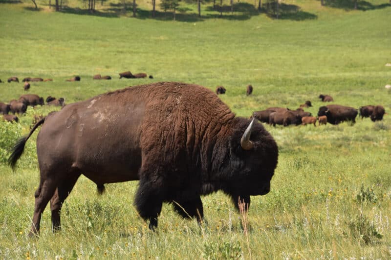 eastern bison in a field eating grass