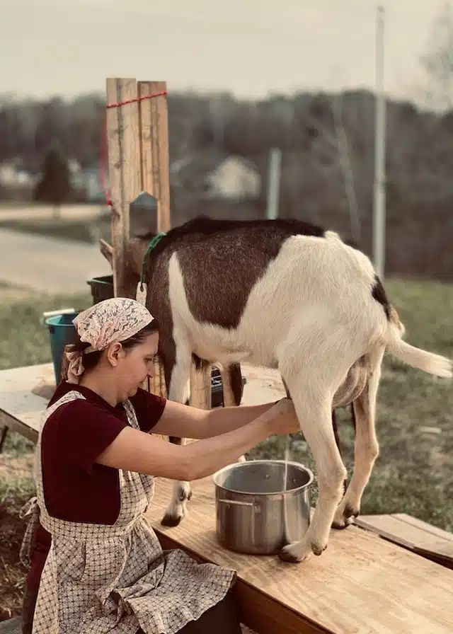 milking alpine goat