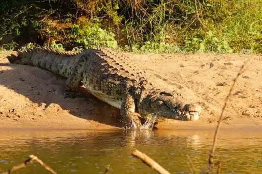 Crocodile in Africa