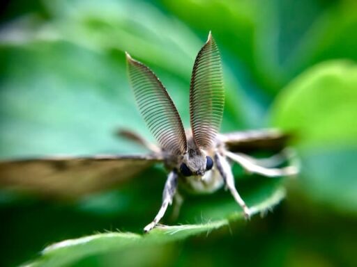 moth in nature