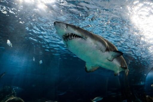 shark attacks in oregon