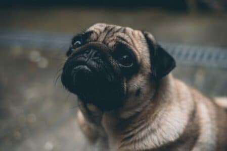 Top 10 Ugly Dogs