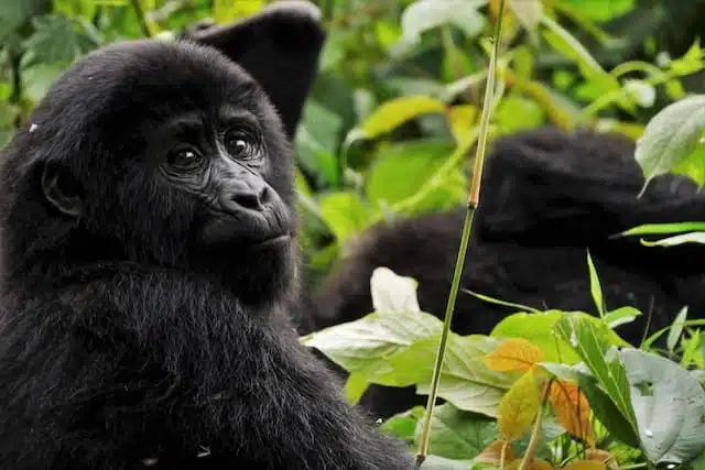 gorilla eating 