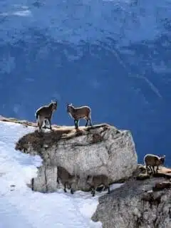 alpine goats